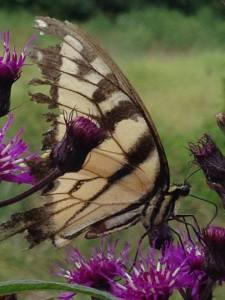tattered monarch butterfly  (c)2014 Lois J Henrickson